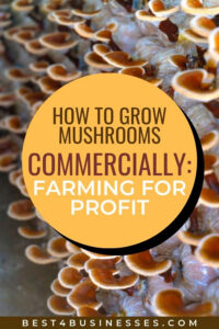 How to grow mushrooms commercially.